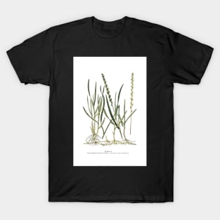 Couch Grass T-Shirt